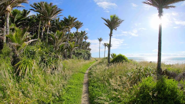 Under the Palms, Kahurangi, New Zealand