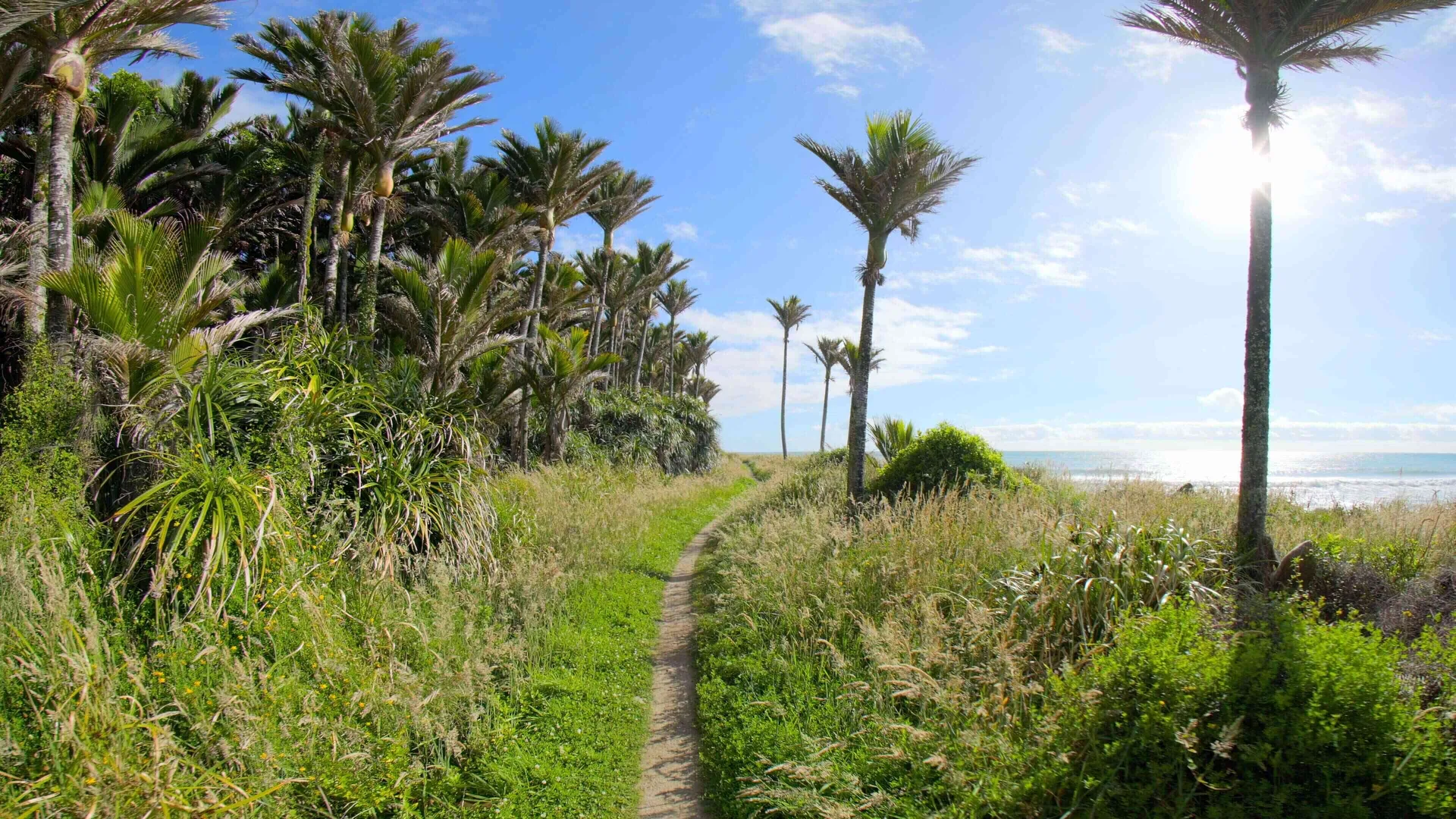 Under the Palms, Kahurangi, New Zealand