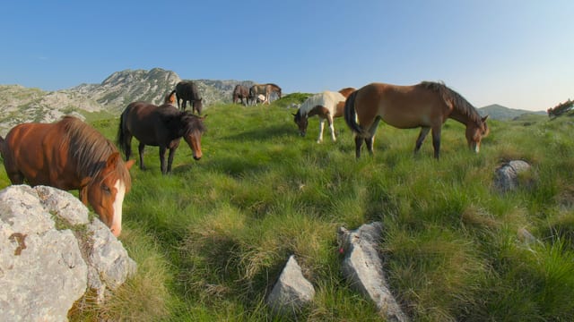 Wild Horses of Durmitor, Durmitor, Montenegro