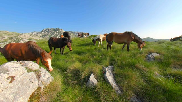 Wild Horses of Durmitor, Durmitor, Montenegro